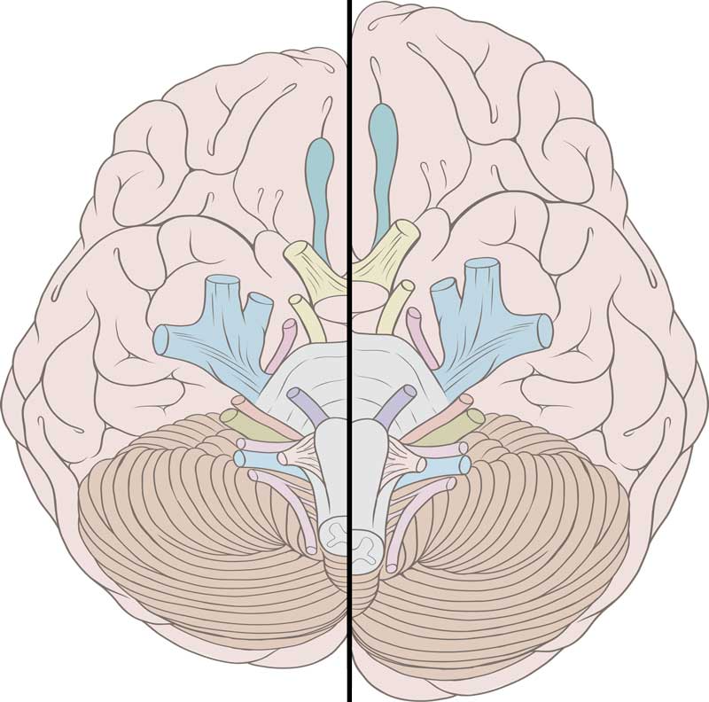 human-brain-size-change-fron-ancient-time