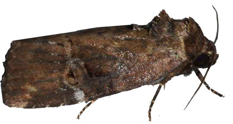 midget-moth