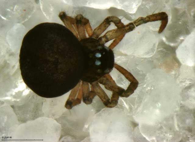 patu-digua-spider