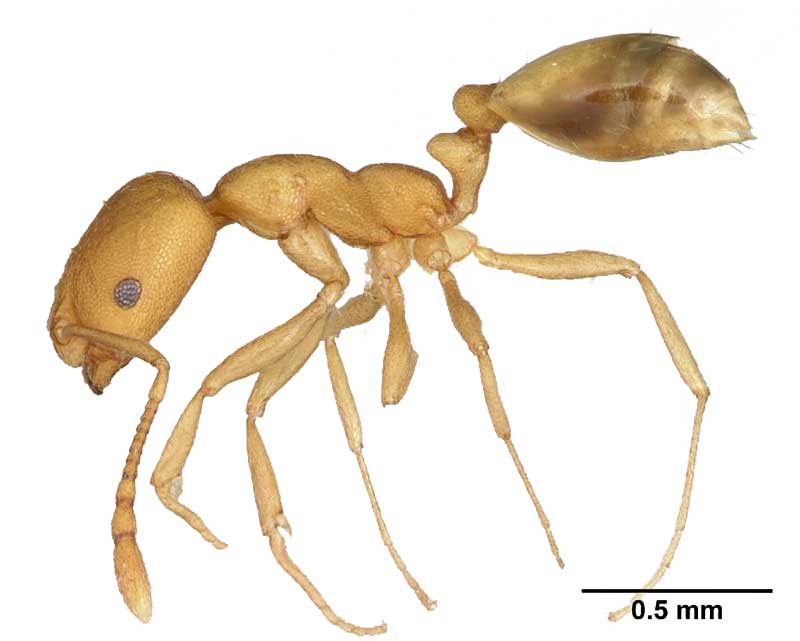 pharaoh-ant