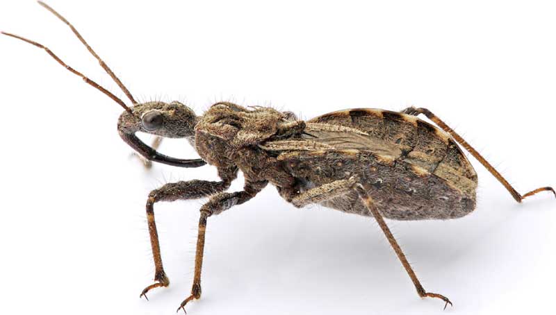 small-insect