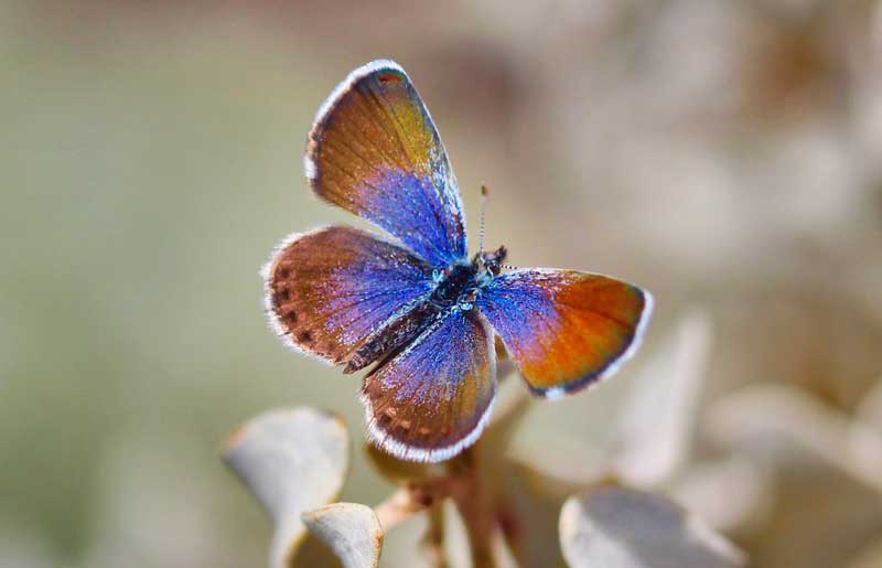 western-pygmy-blue-butterfly