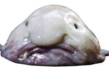 blobfish-featured