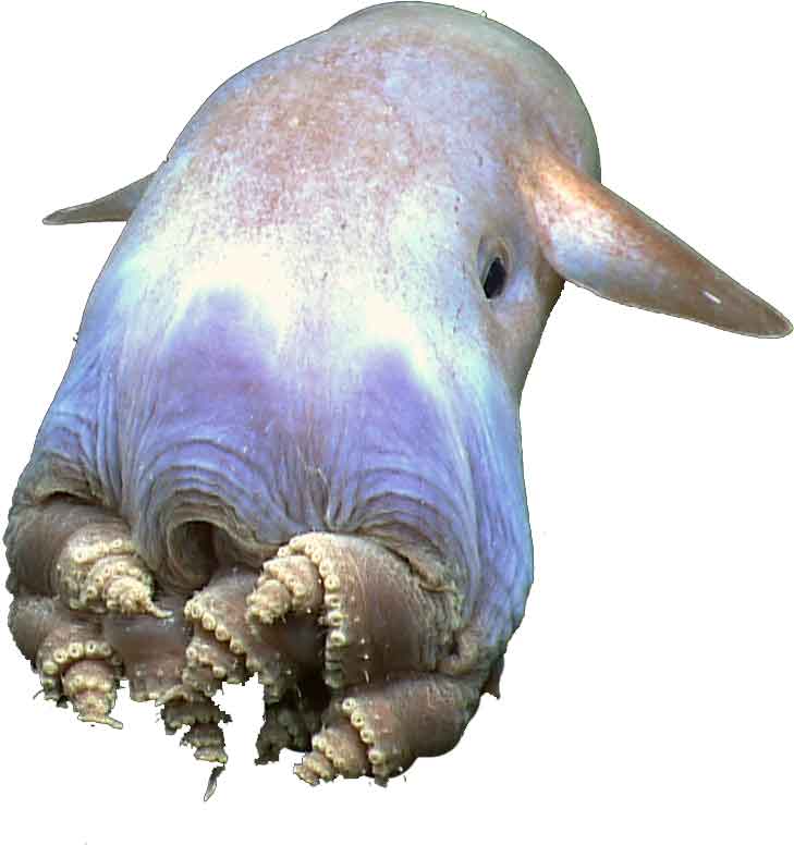 dumbo-octopus
