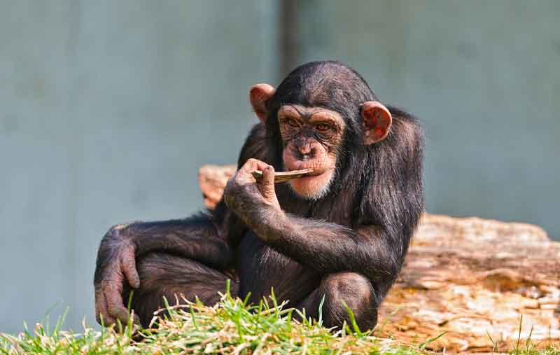 intelligent-chimpanzee